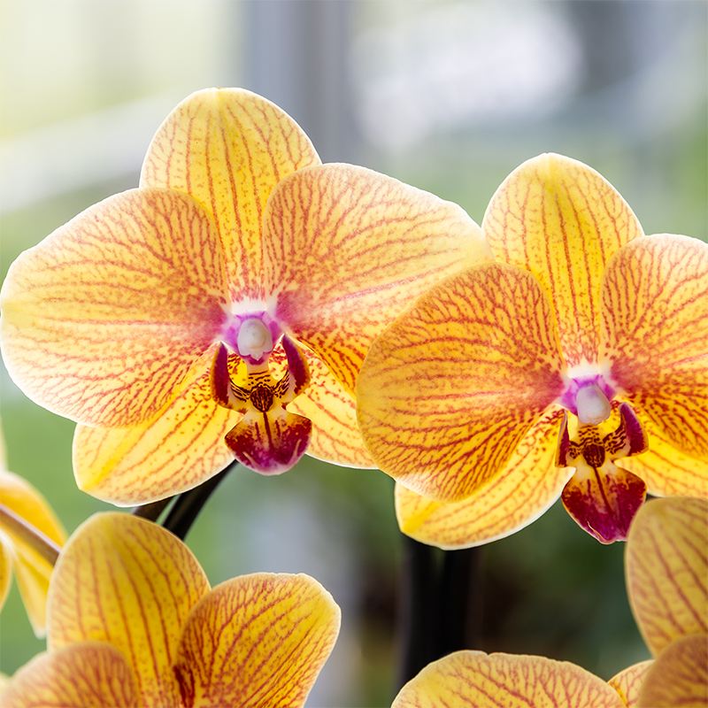 Kolibri Orchids | Niagara Falls orchidee Sunny Bunny met Poppy sierpot peach – potmaat Ø12 cm – vers van de kweker