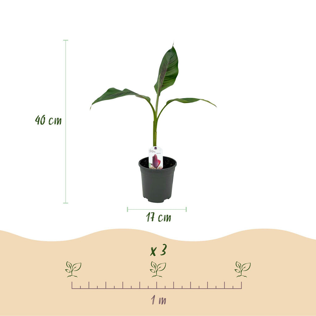 Fruitplant - Bananen plant - Musa sikkemensis Red Tiger - Winterhard - 4 planten - Pot 17cm Hoogte 40cm