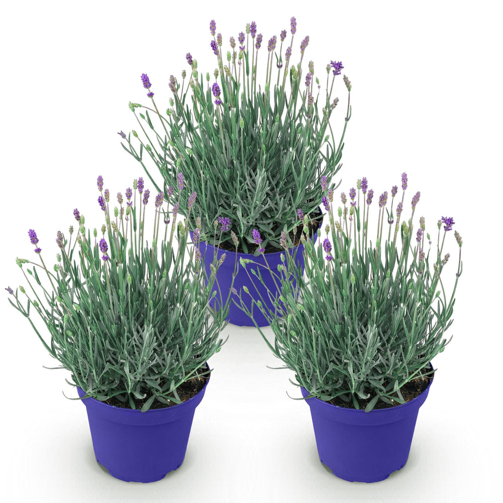 Tuinplant - Lavandula angustifolia Hidcote - Lavendel - Winterhard - Paars - 3 Planten - Pot 12cm - Hoogte 15-25cm