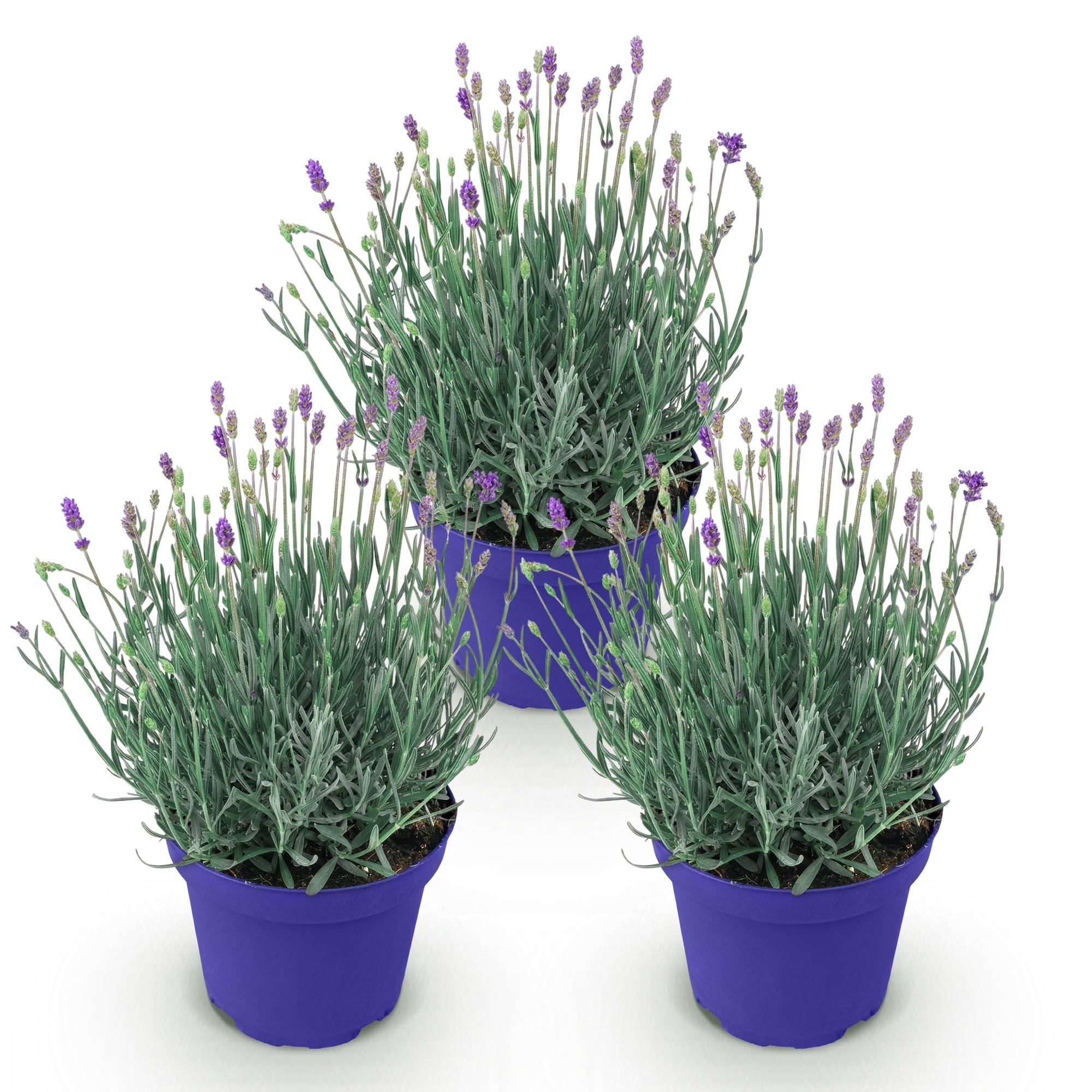 Tuinplant - Lavandula angustifolia Hidcote - Lavendel - Winterhard - Paars - 3 Planten - Pot 12cm - Hoogte 15-25cm