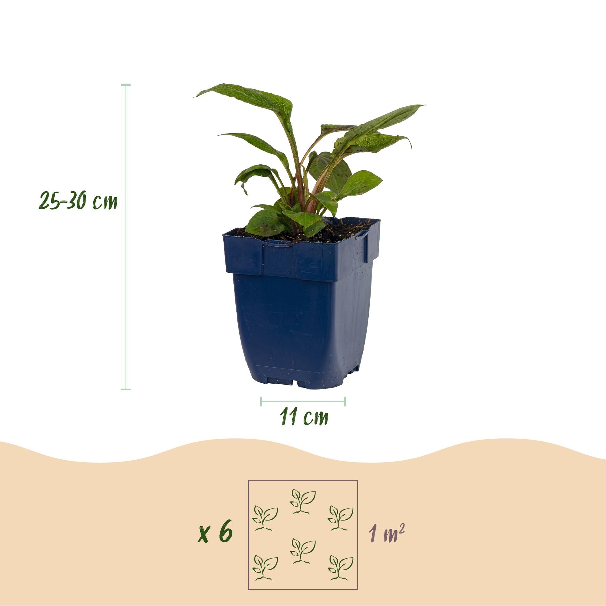 Vasteplant - Borderpakket - Bijen en vlinderlokkend - Diversen - Soorten en kleuren - 6 Planten - Pot 11cm - Hoogte 15-25cm