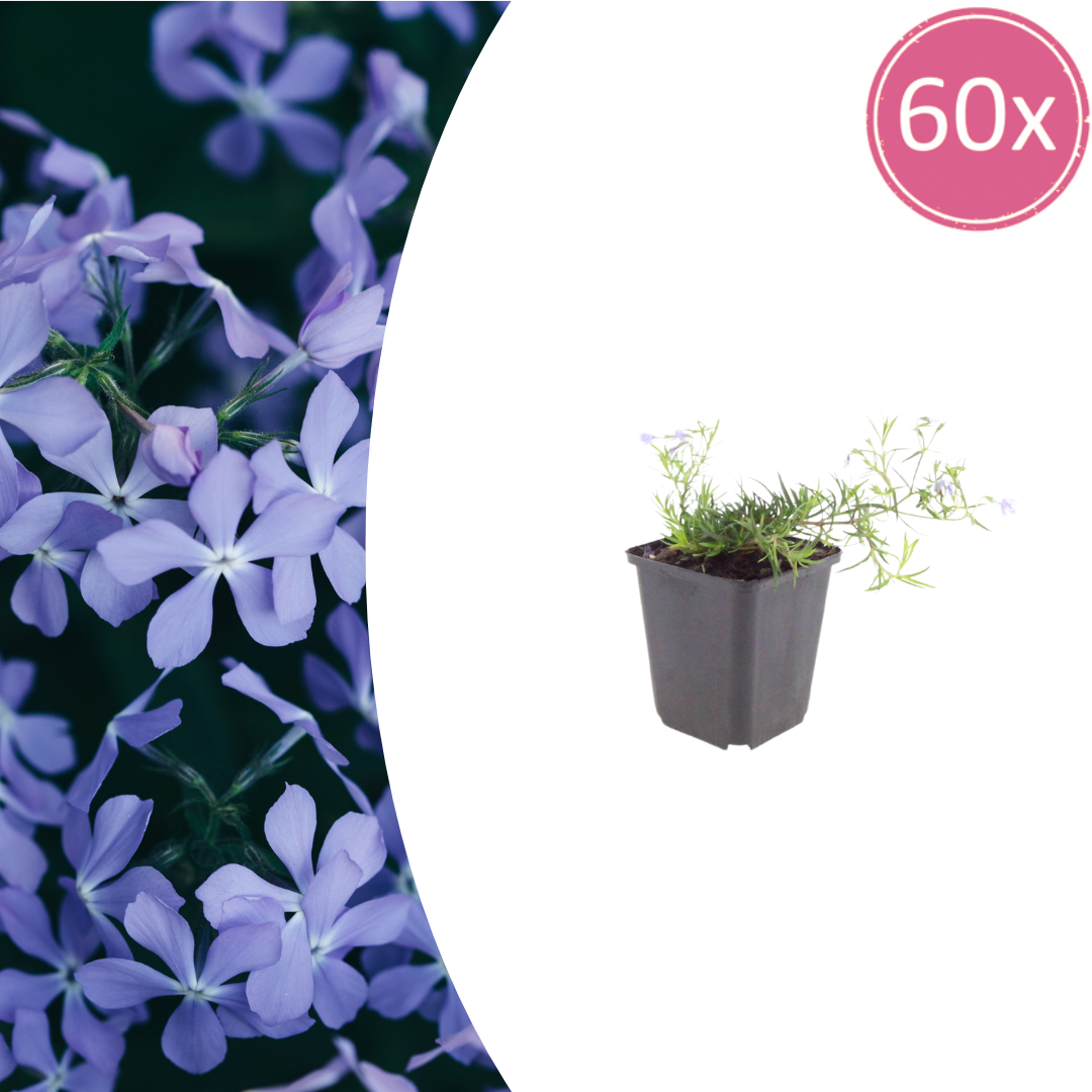 60x Phlox (S) 'Emerald Cushion Blue'- ↕10-25cm - Ø9cm
