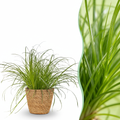 Kamerplant - Cyperus alternifolius Zumula - Kattengras - Huisdiervriendelijke Plant - Groen - 1 Plant - met Mand - Pot 12cm - Hoogte 20cm