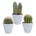 Cactus mix 8.5 cm - 3x - in witte pot