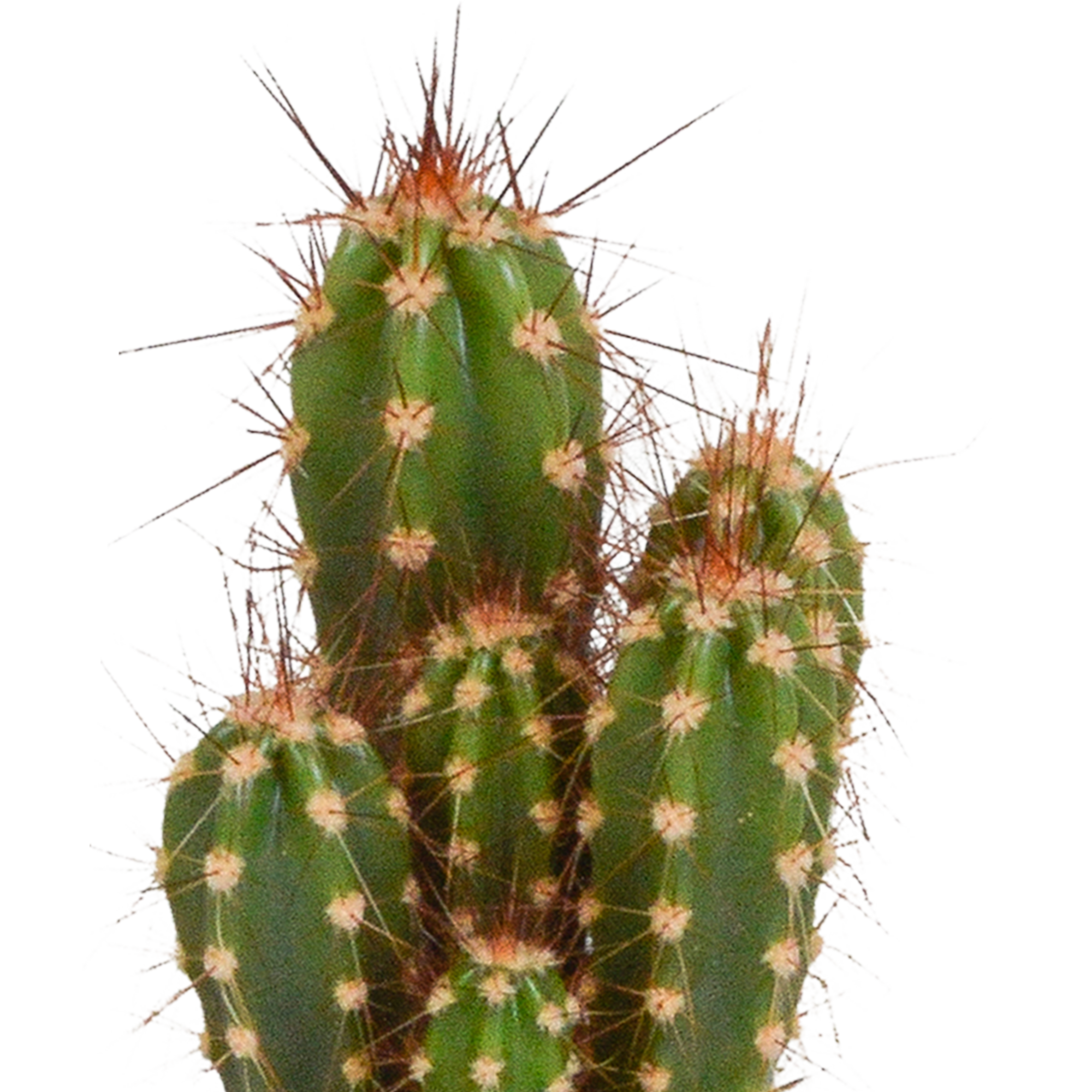 Cactus mix 5.5 cm - 5x - in witte pot