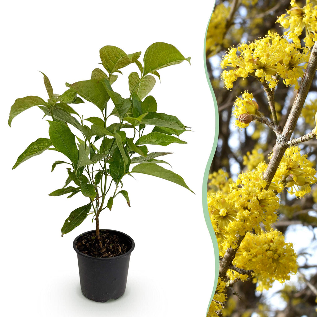 Tuinplant - Cornus mas - Bloem Geel - 1 Plant - Bladverliezend - Weinig Onderhoud - Pot 12cm Hoogte 35cm