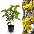 Tuinplant - Cornus mas - Bloem Geel - 1 Plant - Bladverliezend - Weinig Onderhoud - Pot 12cm Hoogte 35cm