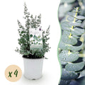 Terrasplant - Eucalyptus boom - Eucalyptus gunni  - Grijs - 4 Planten - Winterhard - Pot 17cm Hoogte 40cm