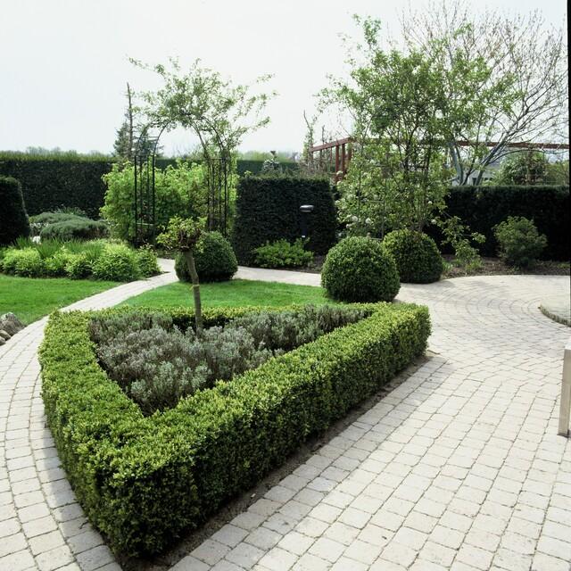 48x Buxus Sempervirens - ↕10-25cm - Ø9cm