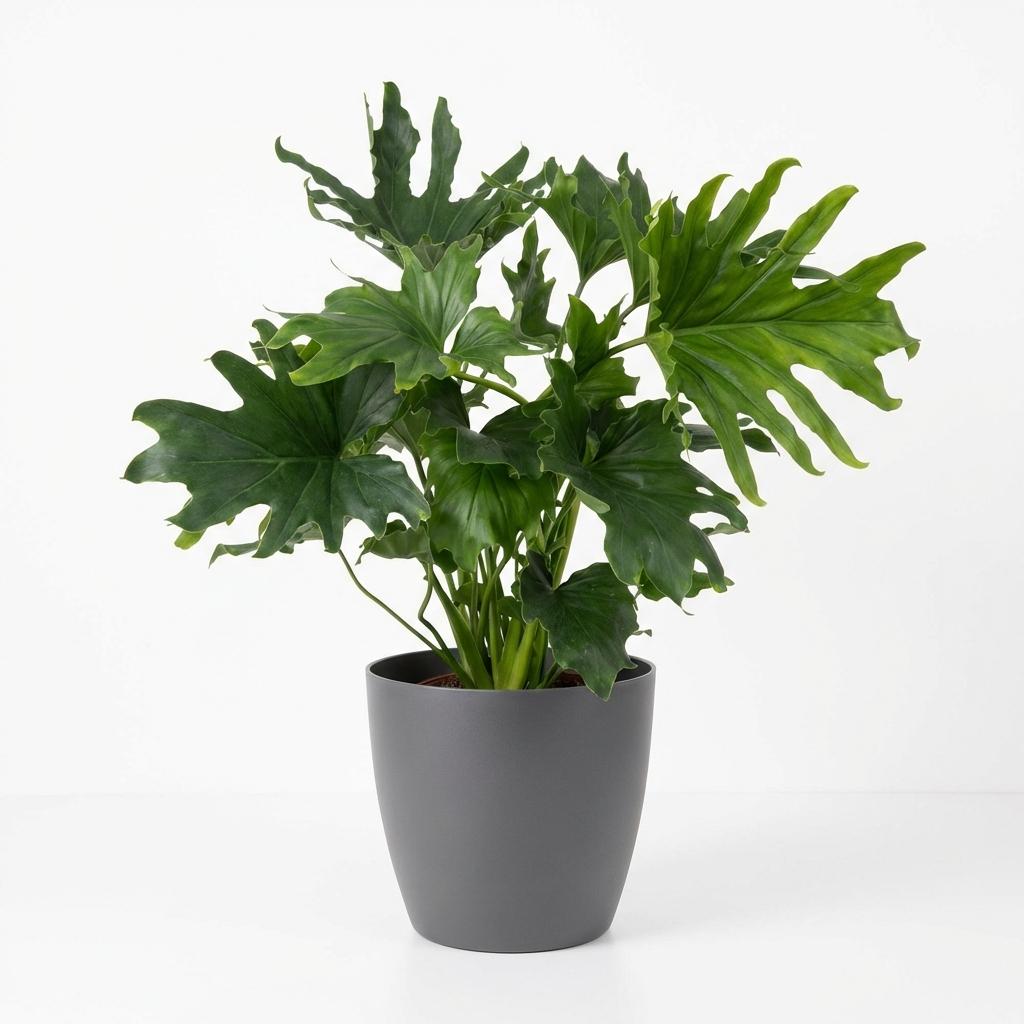 Kamerplant - Philodendron - Philodendron Lickety split - Groen - Weinig onderhoud - 1 Plant - met Potter Grijs - Pot 19cm - Hoogte 70cm