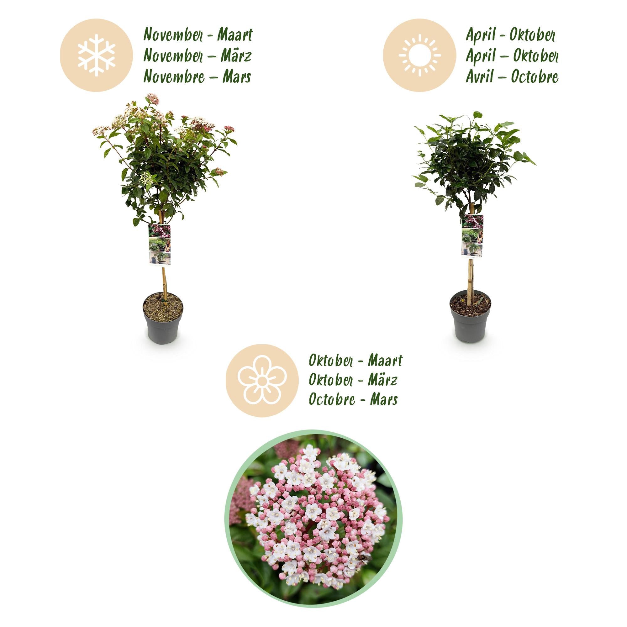 Plant op Stam - Viburnum tinus Eve Price - Terras Plant - Bladhoudend - Winterhard - Wit-Roze Bloem - Pot 19cm Hoogte 90cm