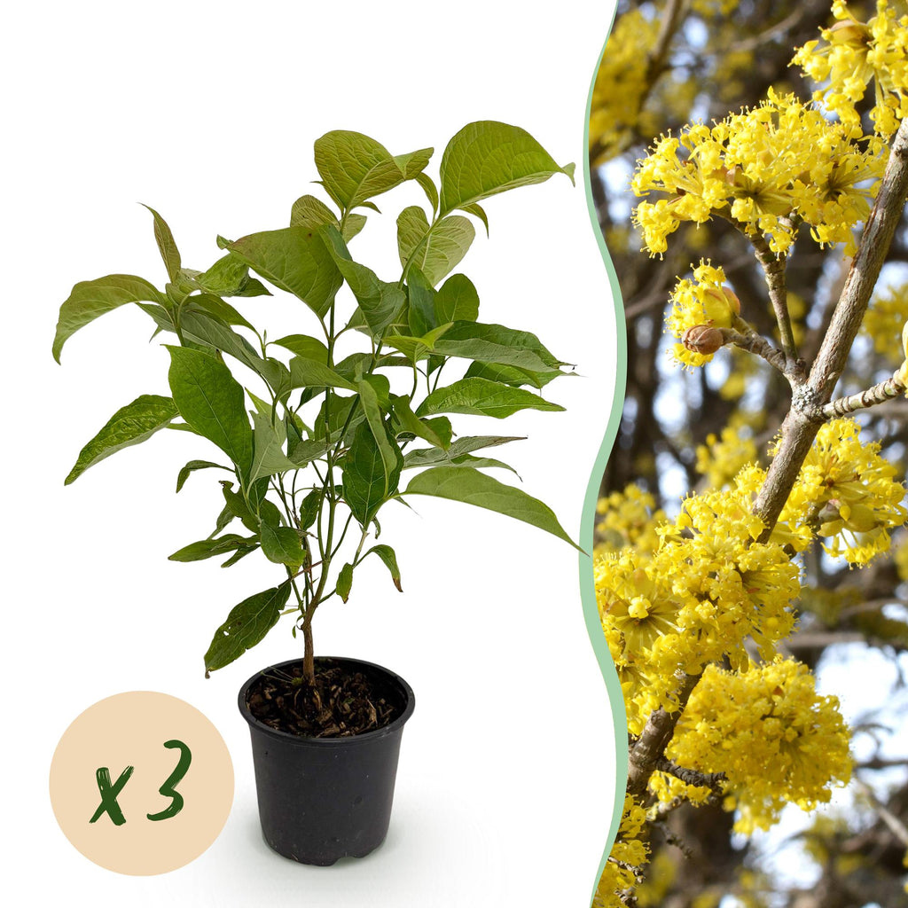 Tuinplant - Cornus mas - Bloem Geel - 3 Planten - Bladverliezend - Weinig Onderhoud - Pot 12cm Hoogte 35cm