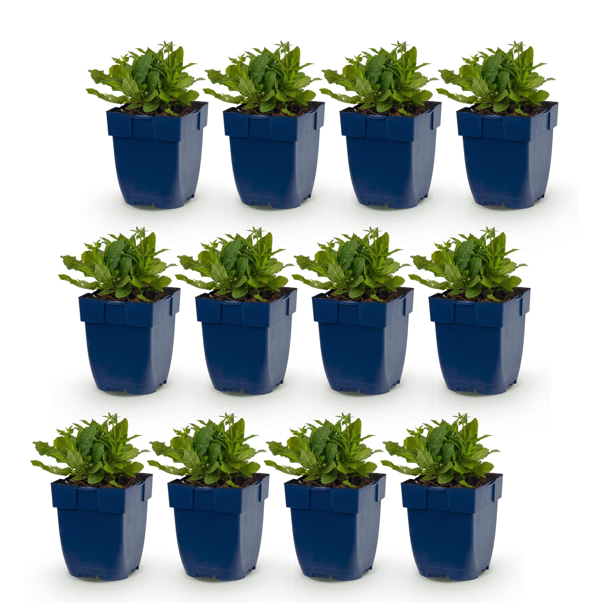 Vasteplant - Salvia nem. Schneehügel - Salie - Bijen en Vlinderlokkers - Wit - 12 Planten - Pot 11cm - Hoogte 15-25cm