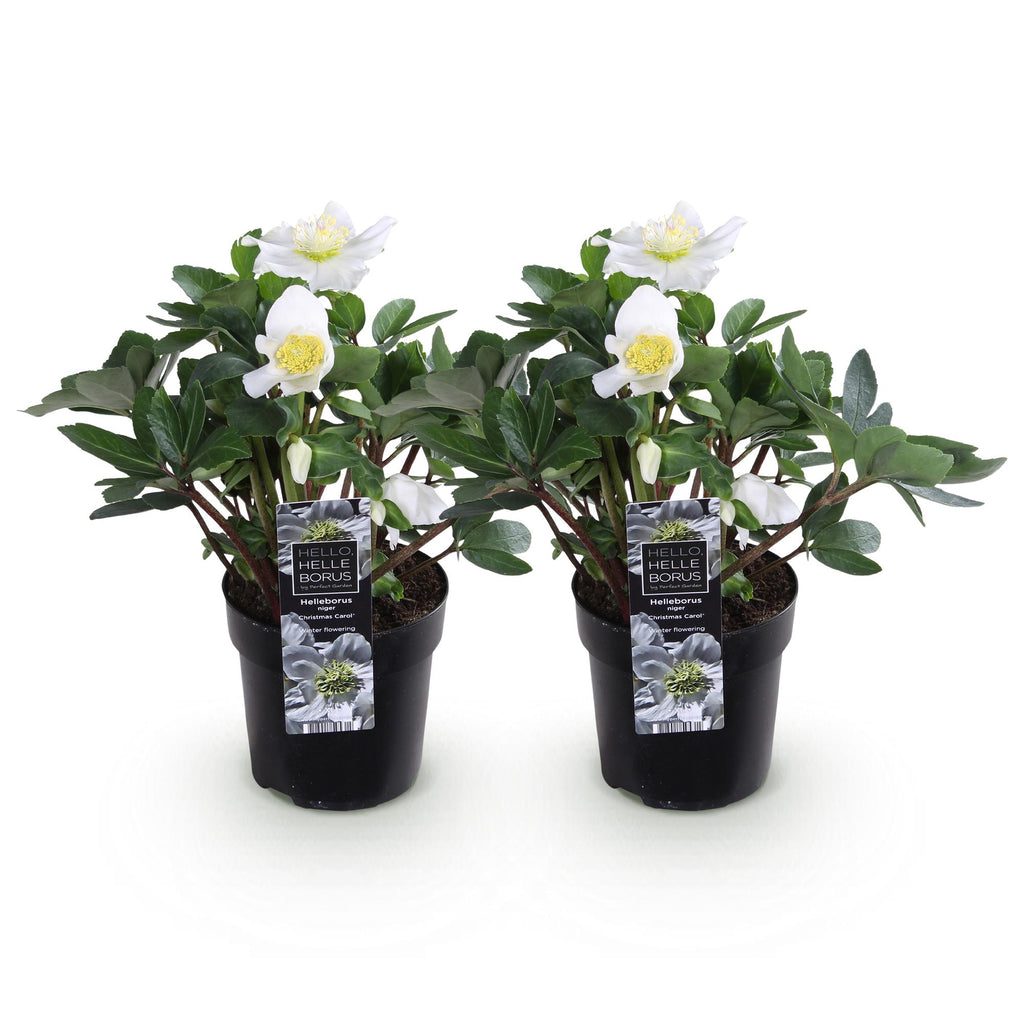 Tuinplant - Kerstroos - Helleborus Christmas Carol  - Witte Bloem -2 Planten - Groenblijvend - Pot 10,5cm Hoogte 25cm