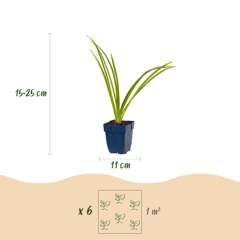 Vasteplant - Hemerocallis Pink Damask - Daglelie - Bijen en Vlinderlokkers - Roze - 24 Planten - Pot 11cm - Hoogte 15-25cm