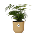 Asparagus Setaceus ‘Plumosus’ in ELHO Vibes Fold 14cm geel
