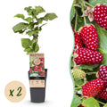 Fruitplant - Rubus Thornless Loganberry - Braamboos - Winterhard - Rode Vrucht - 2 Planten - Pot 15cm - Hoogte 50cm