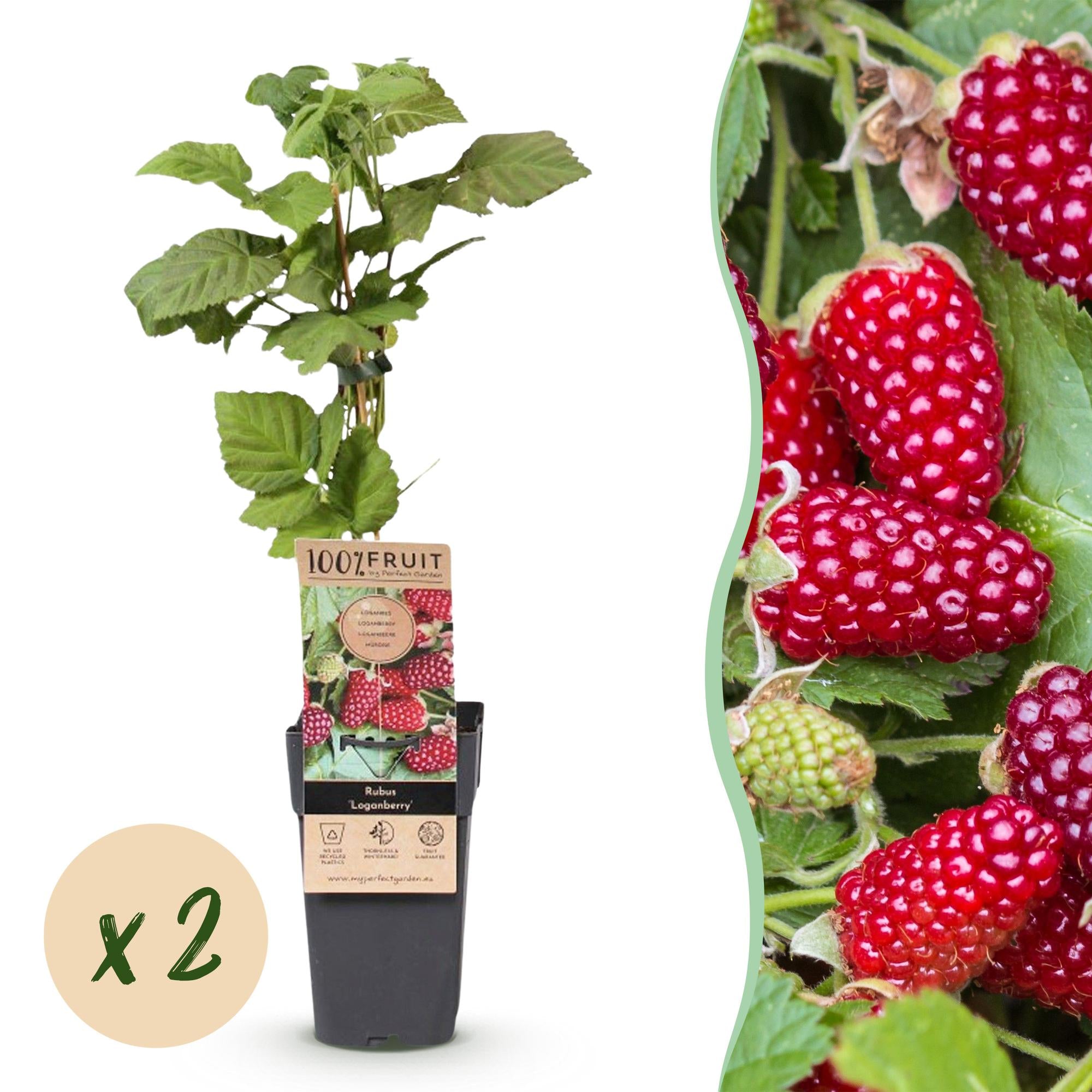 Fruitplant - Rubus Thornless Loganberry - Braamboos - Winterhard - Rode Vrucht - 2 Planten - Pot 15cm - Hoogte 50cm