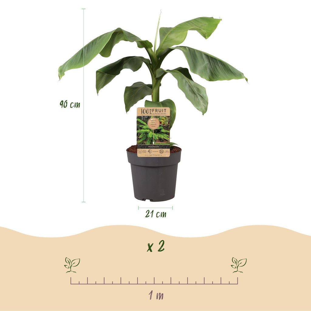 Fruitplant - Musa Basjoo - Bananenboom - Winterhard - Groen - 1 Plant - Pot 21cm - Hoogte 70-90cm