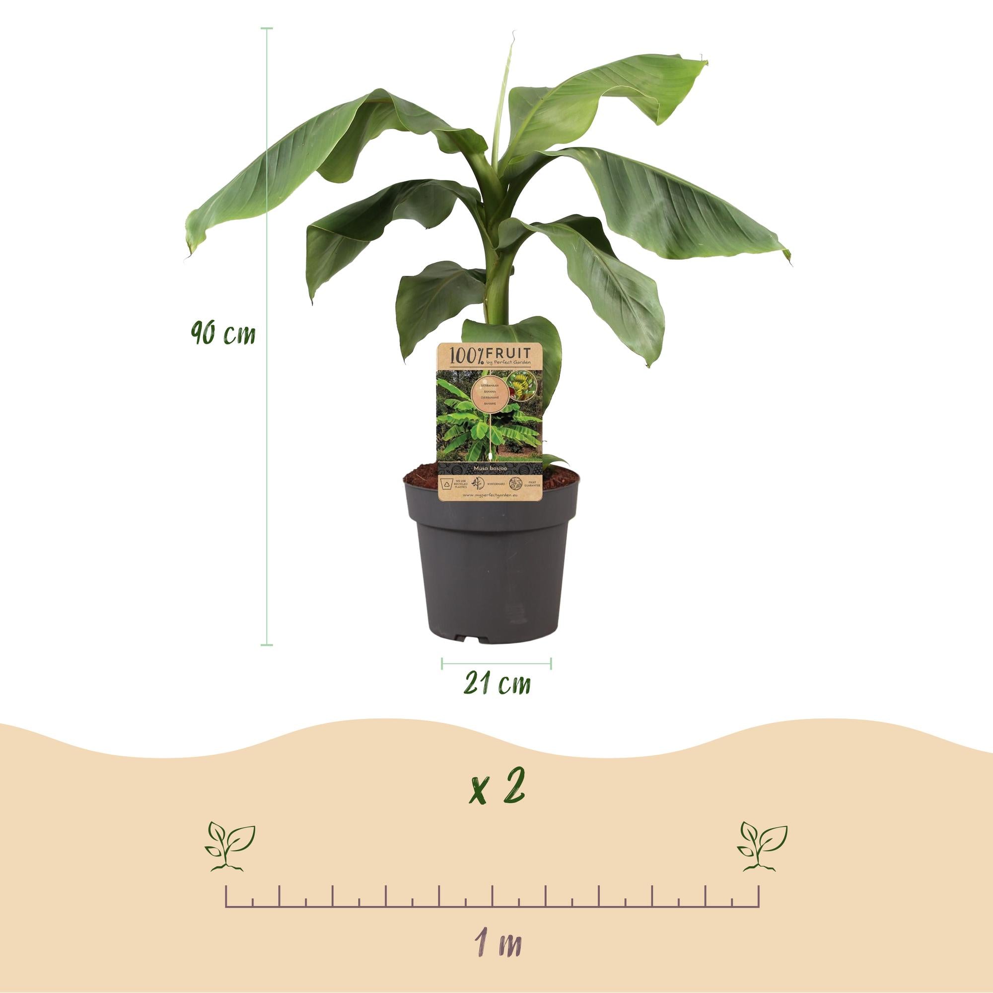 Fruitplant - Musa Basjoo - Bananenboom - Winterhard - Groen - 1 Plant - Pot 21cm - Hoogte 70-90cm