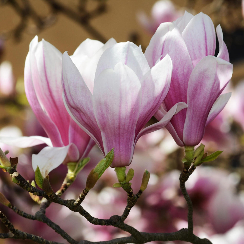 Tuinplant - Magnolia soulangeana - Bloem Roze - 1 Plant - Bladverliezend - Weinig Onderhoud - Pot 12cm Hoogte 30cm
