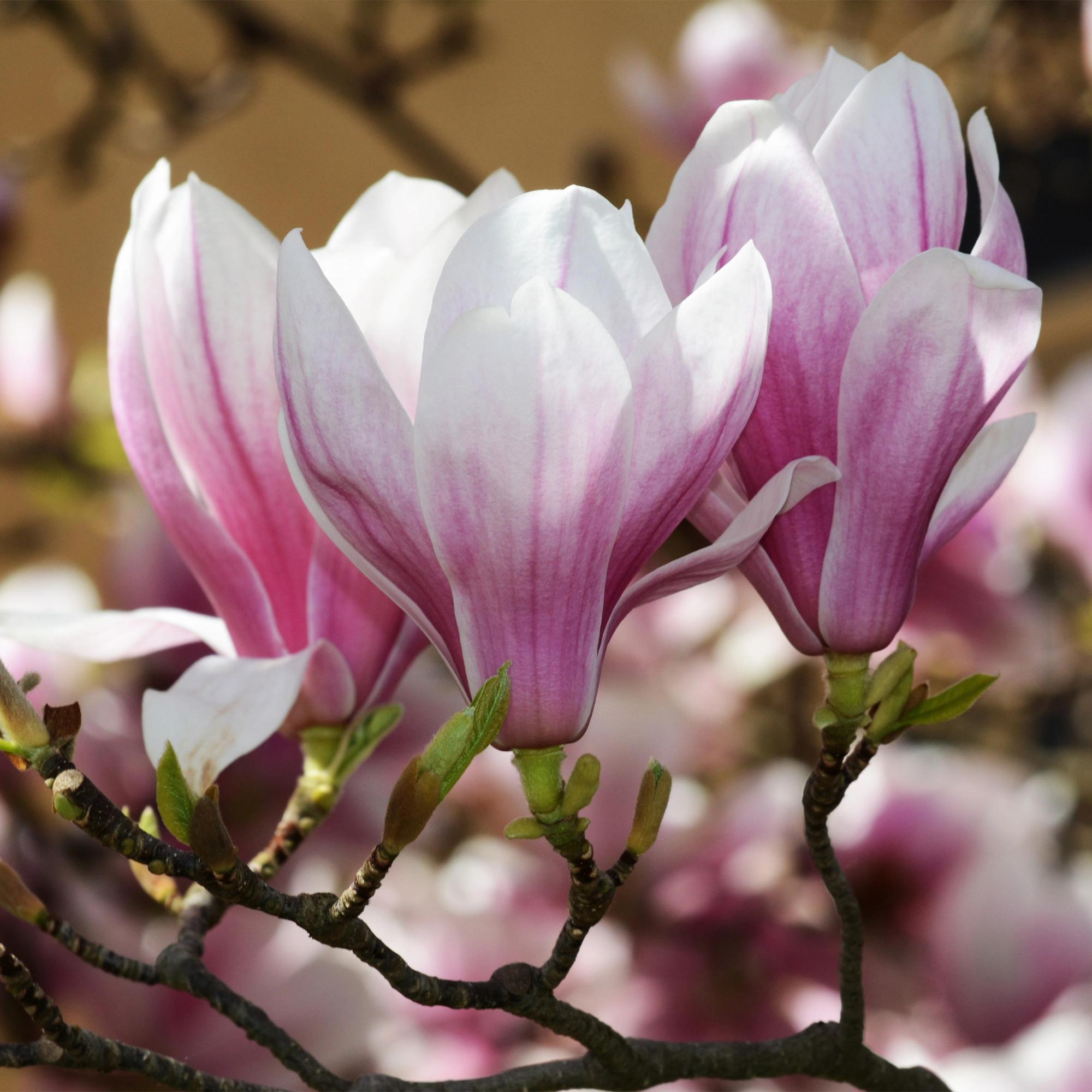 Tuinplant - Magnolia soulangeana - Bloem Roze - 1 Plant - Bladverliezend - Weinig Onderhoud - Pot 12cm Hoogte 30cm