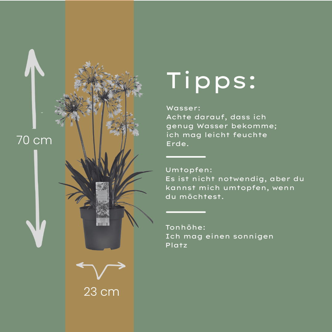 Agapanthus 'Fireworks'  23cm
