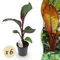 Fruitplant - Bananen plant - Ensete ventricosum Maurelli - Winterhard - 6 planten - Pot 17cm Hoogte 40cm