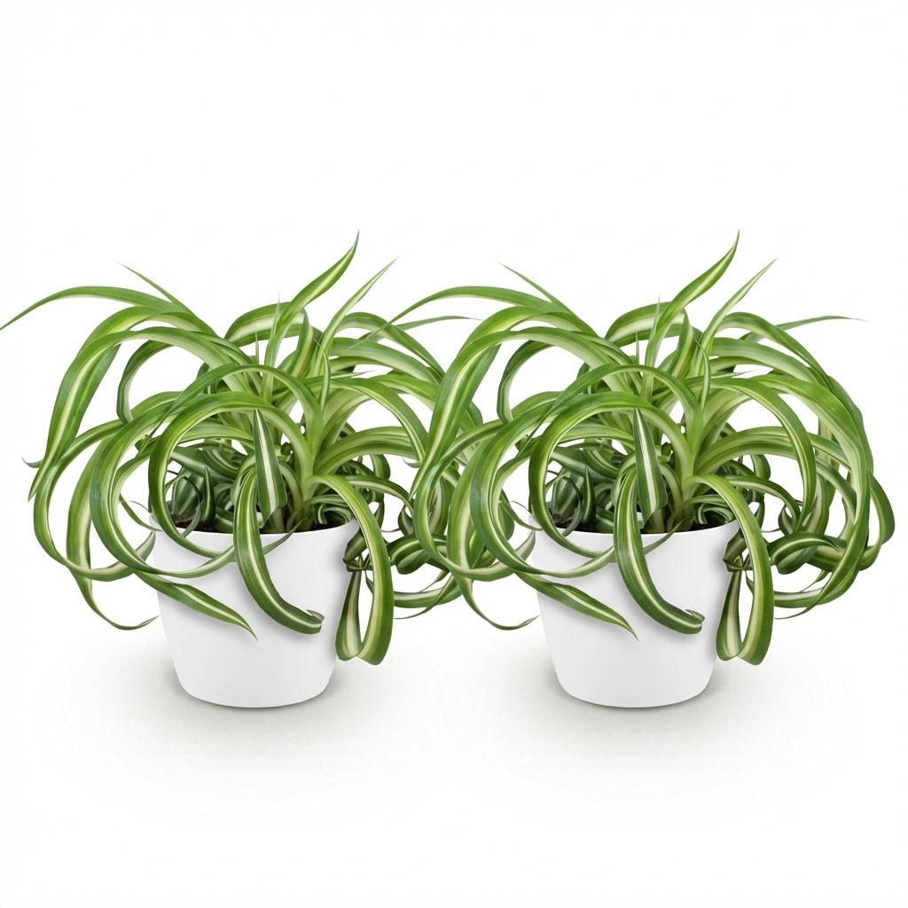 Kamerplant - Chlorophytum comosum Bonnie - Krullende Graslelie - Huisdiervriendelijke Plant - Groen - 2 Planten - met Potter Wit - Pot 12cm - Hoogte 20cm