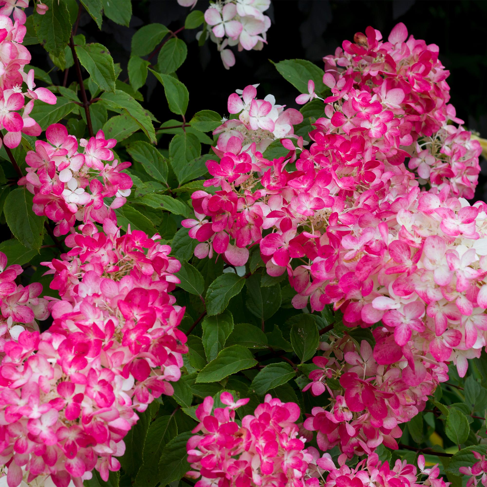 Pluim Hortensia - Hydrangea panniculata Pink Diamond - Bloem Wit Roze  - 1 Plant - Bladverliezend - Grote Bloemen - Pot 17cm Hoogte 50cm