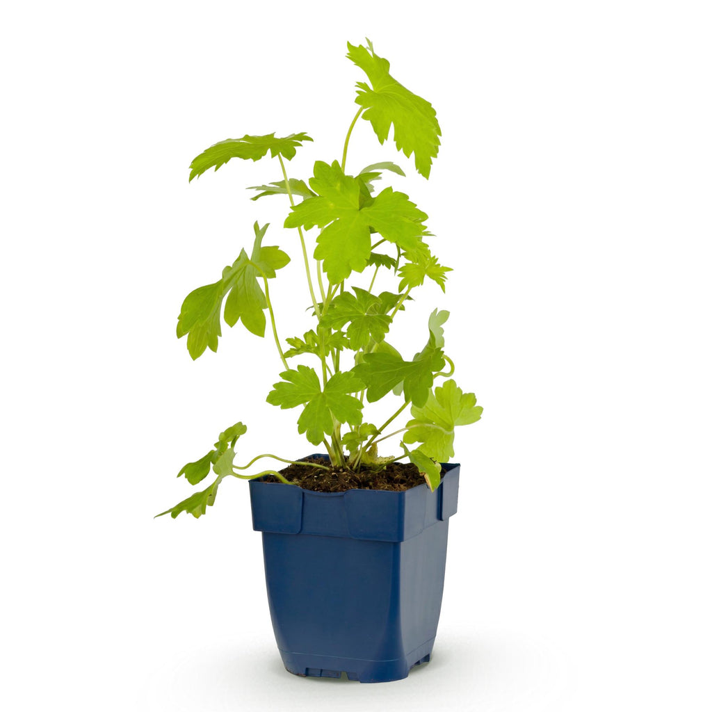 Vasteplant - Delphinium (P) Galahad - Ridderspoor - Bijen en Vlinderlokkers - Wit - 1 Plant - Pot 11cm - Hoogte 15-25cm