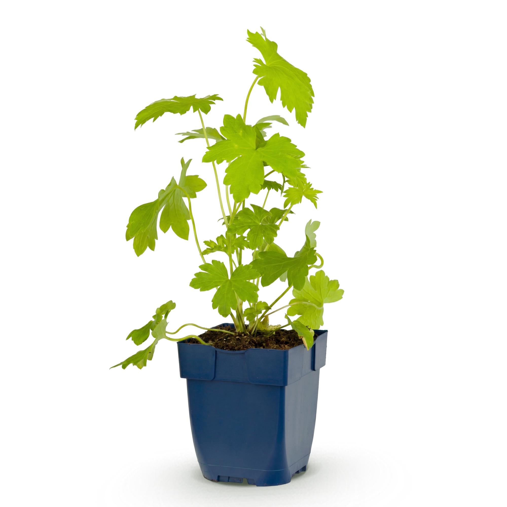 Vasteplant - Delphinium (P) Galahad - Ridderspoor - Bijen en Vlinderlokkers - Wit - 1 Plant - Pot 11cm - Hoogte 15-25cm