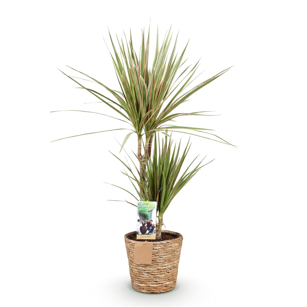 Green is... Kamerplanten - Dracaena Marginata Bicolor - Drakenbloedboom - Weinig onderhoud - met mand - Groen - 1 Plant - Pot 17cm - Hoogte 70-75cm