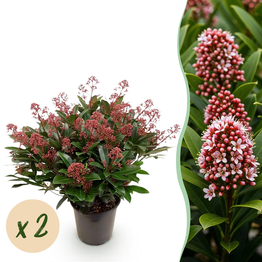 Terrasplant - Skimmia japonica Rubella - Bloem Rood - 40+ Bloemen - 2 Plant - Winterhard - Pot 19cm Hoogte 60cm