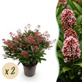 Terrasplant - Skimmia japonica Rubella - Bloem Rood - 40+ Bloemen - 2 Plant - Winterhard - Pot 19cm Hoogte 60cm