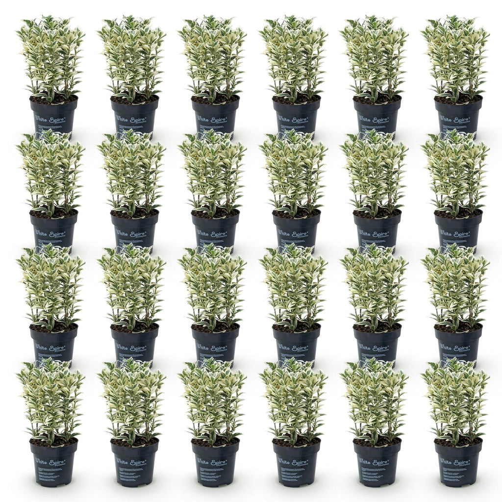 24x Euonymus japonicus White Spire - Kardinaalsmuts - Haagplanten - Groenblijvend - Wit - Groen - Pot 9cm - Hoogte 20-30cm