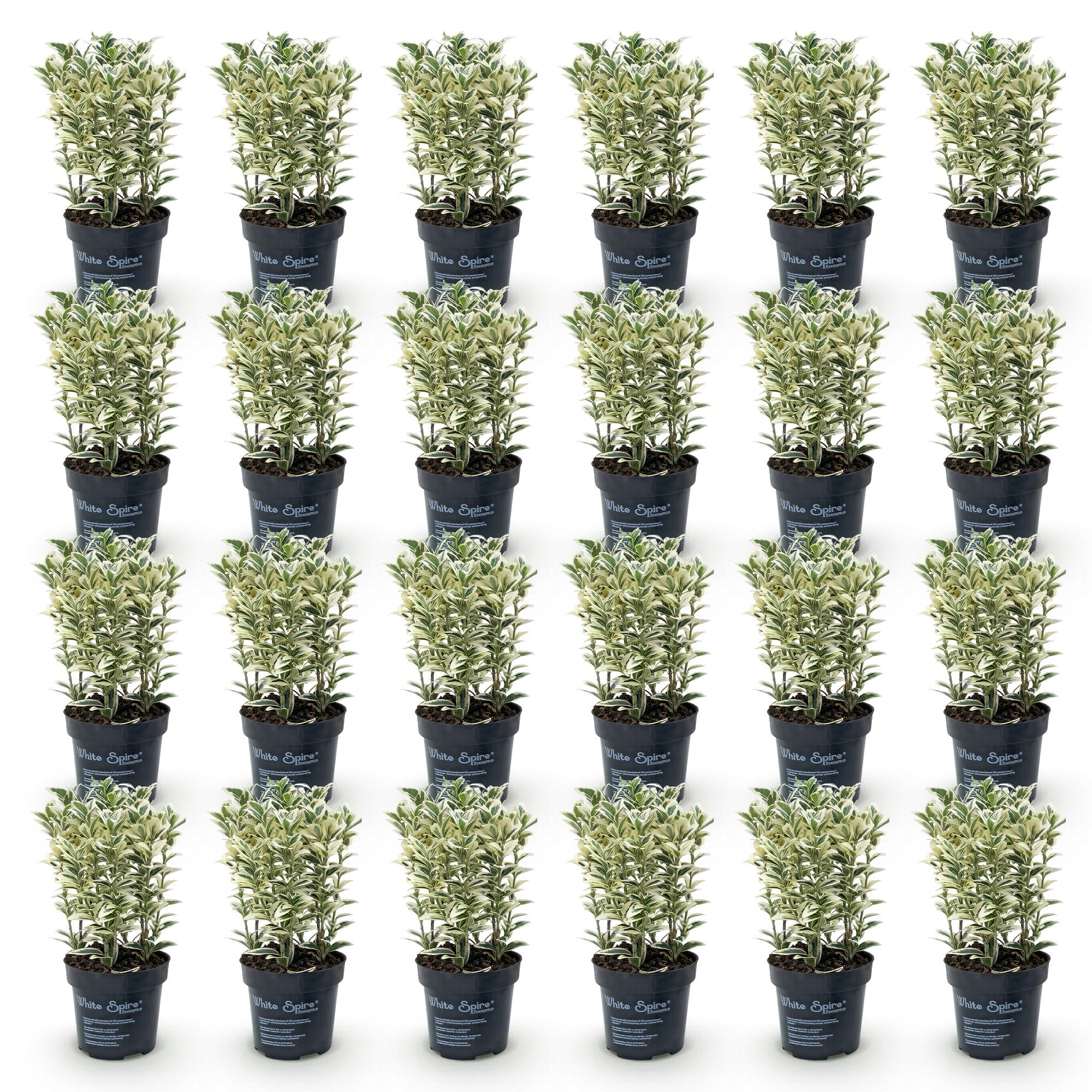 24x Euonymus japonicus White Spire - Kardinaalsmuts - Haagplanten - Groenblijvend - Wit - Groen - Pot 9cm - Hoogte 20-30cm