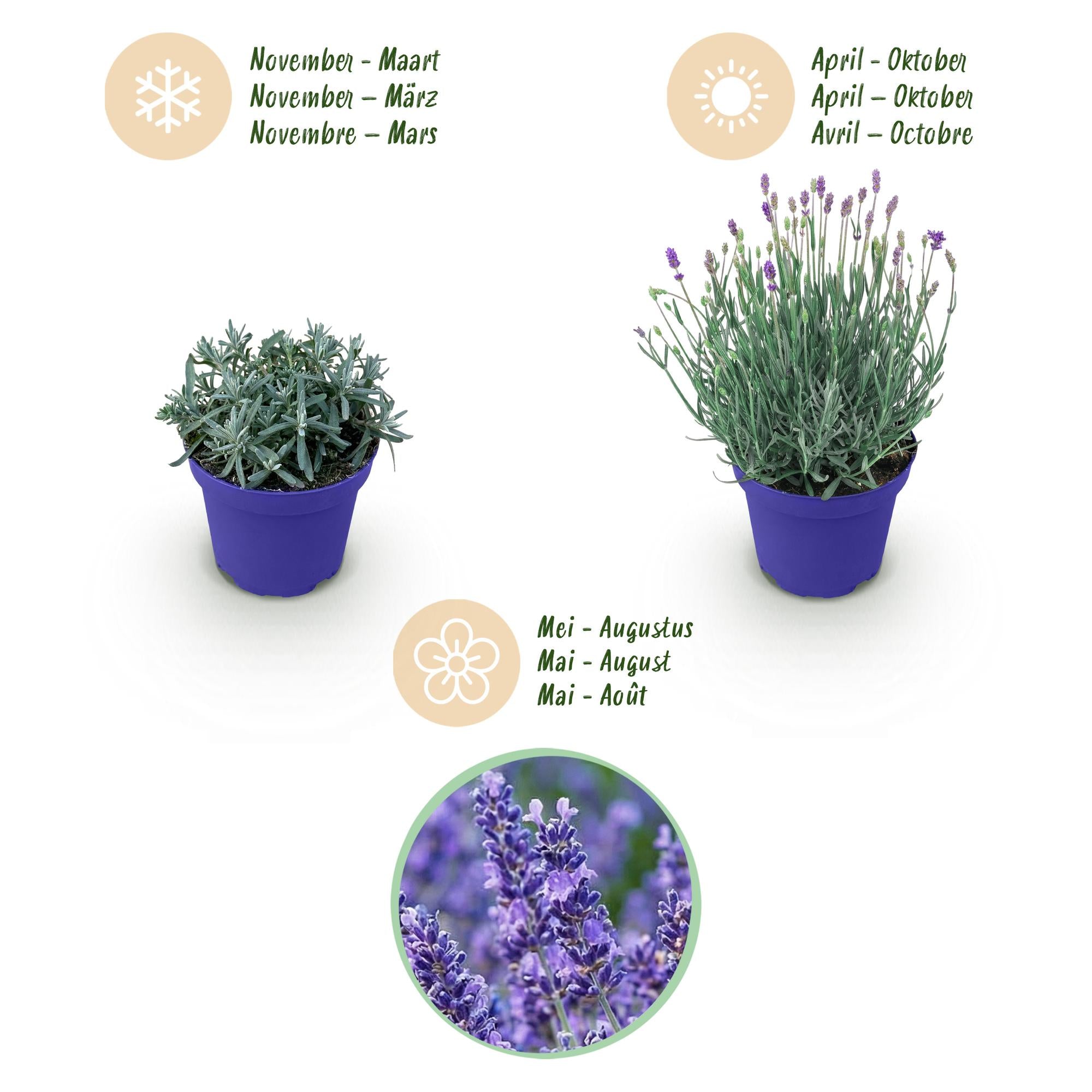 Tuinplant - Lavandula angustifolia Hidcote - Lavendel - Winterhard - Paars - 6 Planten - Pot 12cm - Hoogte 15-25cm