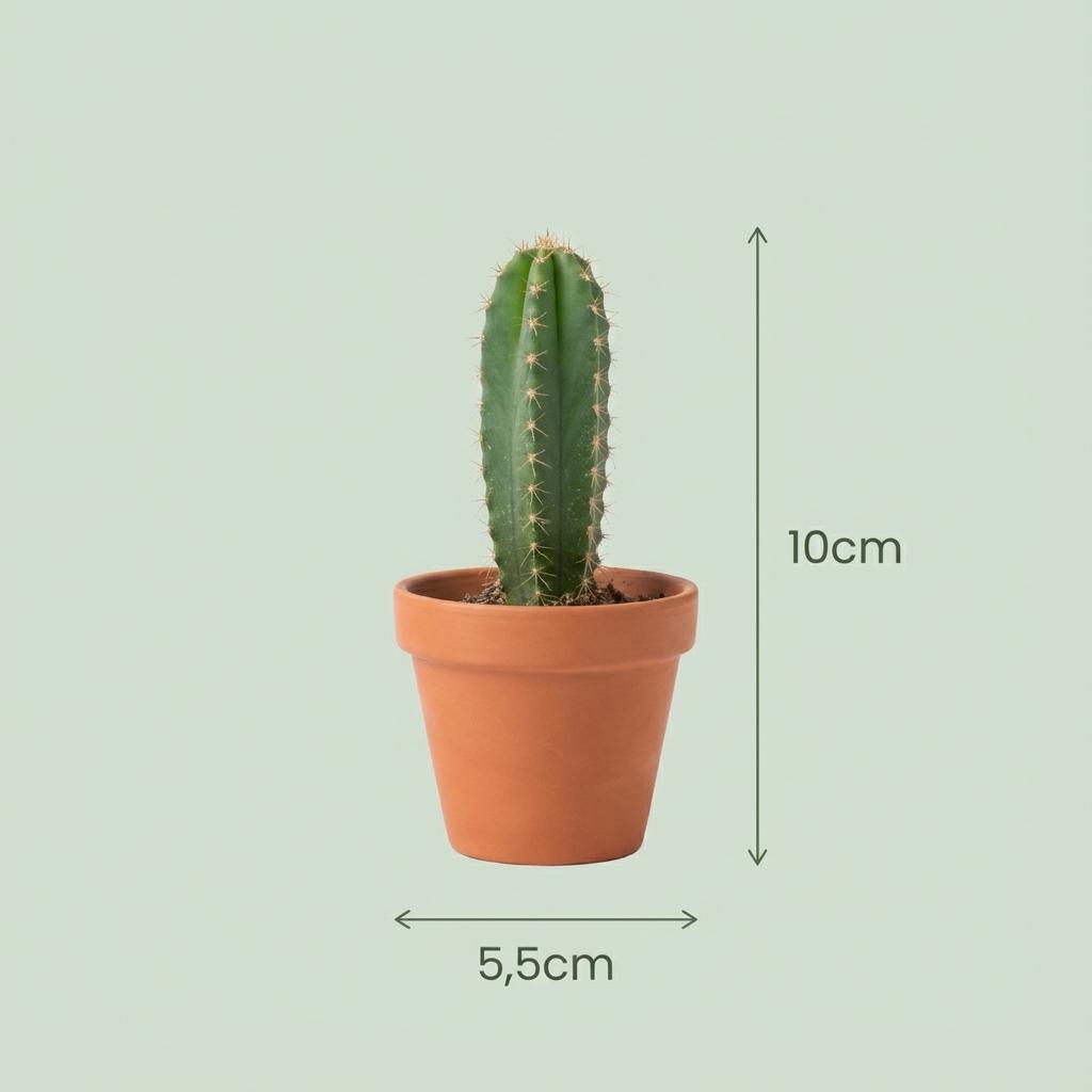 Mini Cactus Set - 18 Stuks - Ø 5.5 cm - Hoogte: 5-10 cm