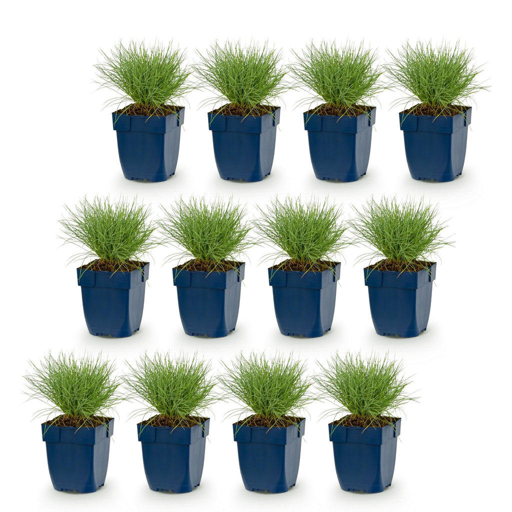 Vasteplant - Festuca glauca - Blauwgras - Groenblijvend - Blauw - 12 Planten - Pot 11cm - Hoogte 15-25cm