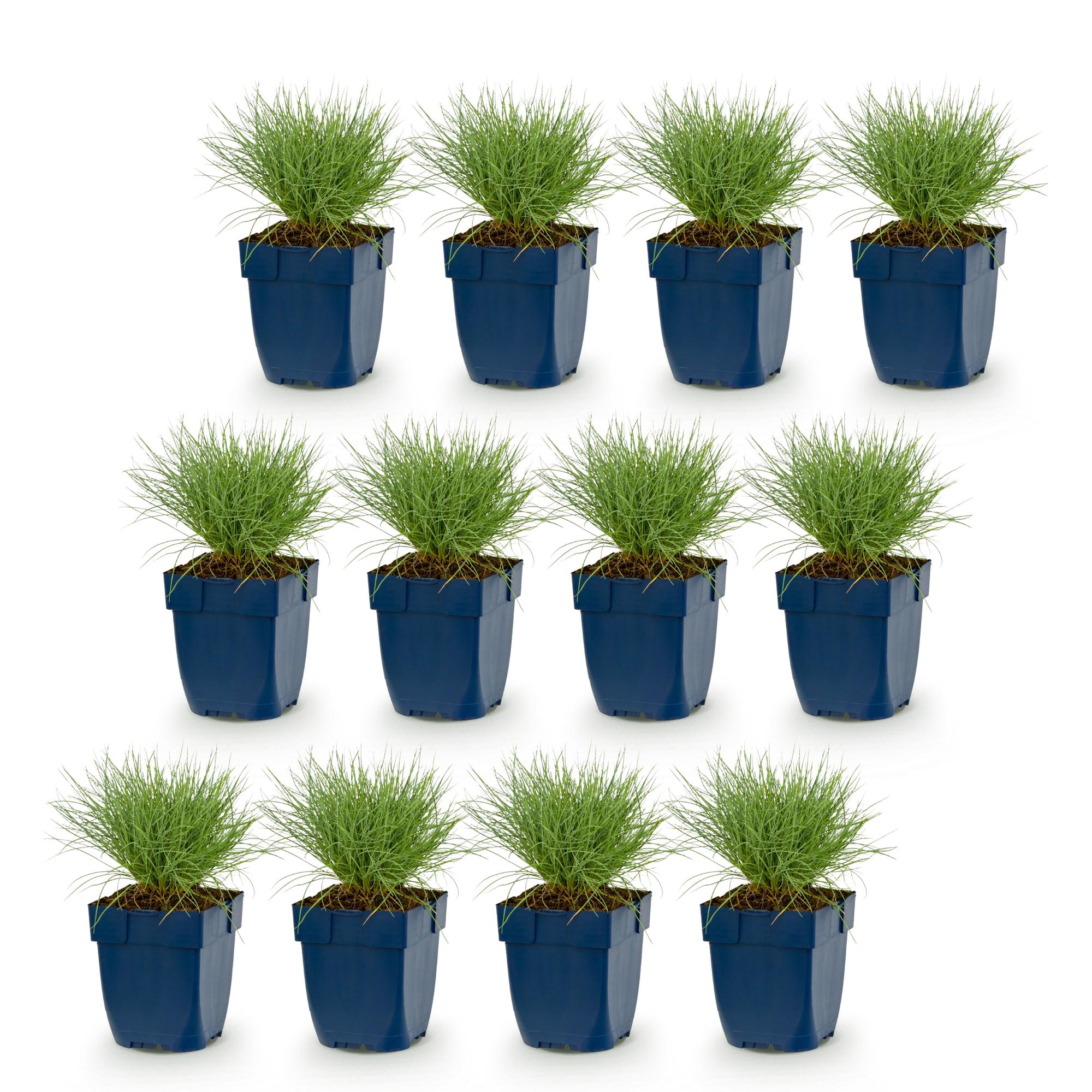 Vasteplant - Festuca glauca - Blauwgras - Groenblijvend - Blauw - 12 Planten - Pot 11cm - Hoogte 15-25cm