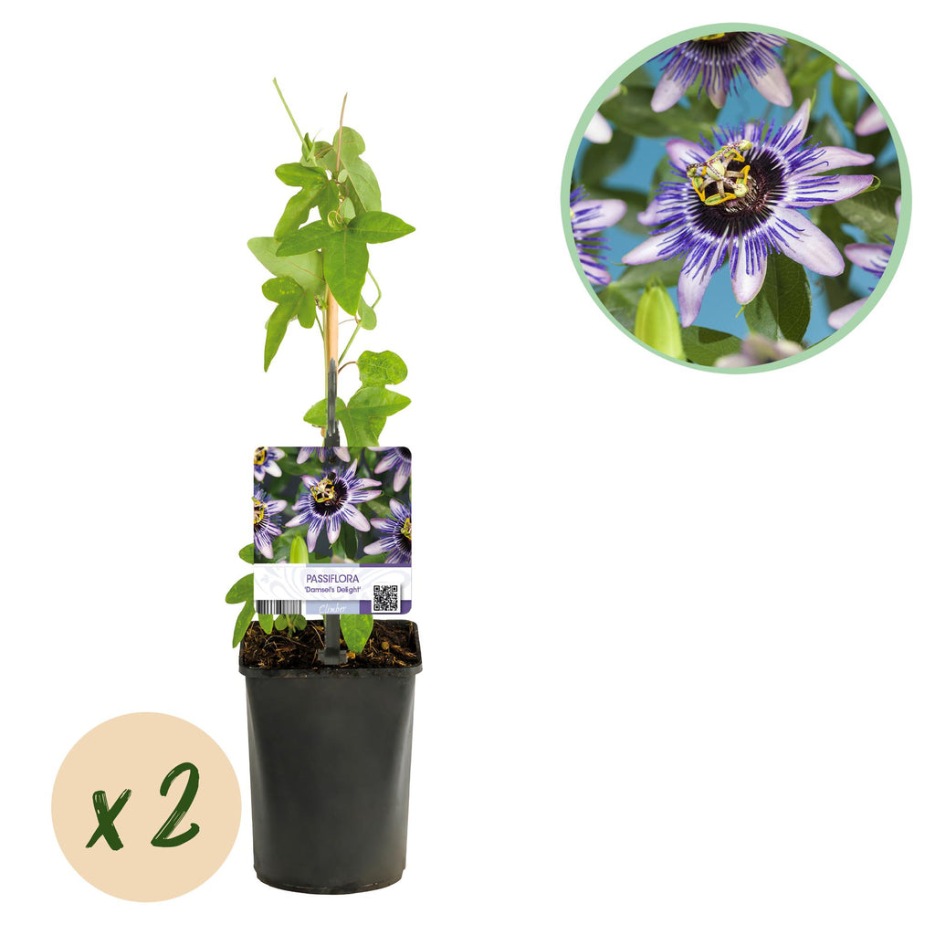 Passiebloem - Passiflora Damsels Delight  - Bloem Paars met Wit - Weinig onderhoud - 2 planten - Pot 11cm Hoogte 40cm