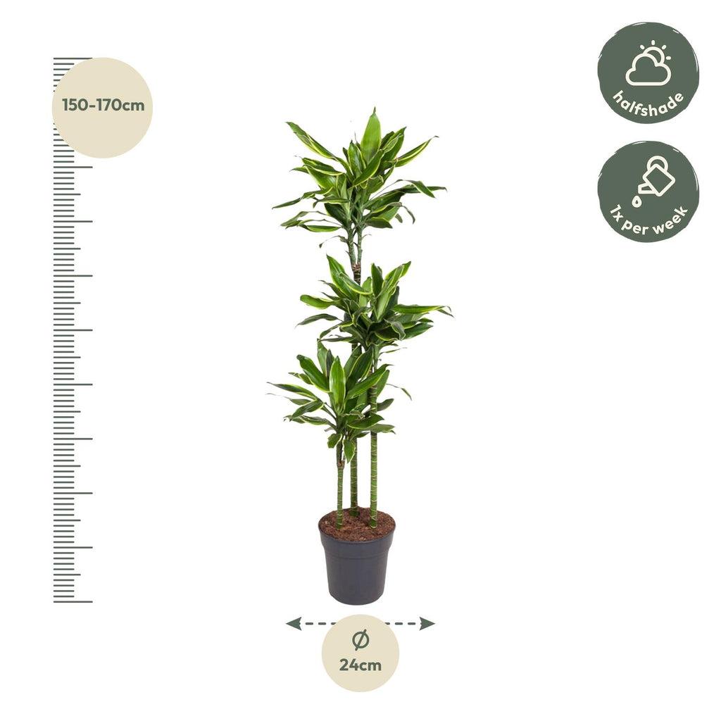 Dracaena Golden Coast - 150 cm - ø24