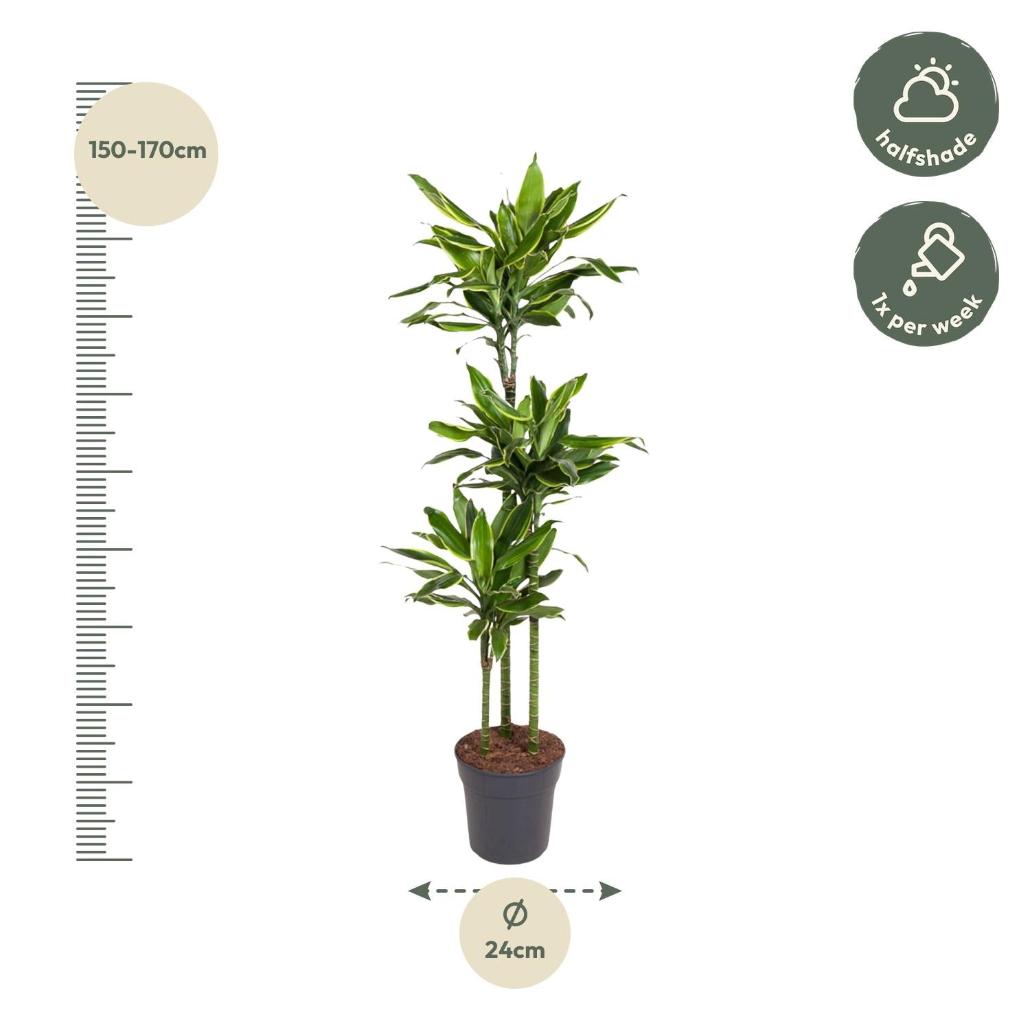 Dracaena Golden Coast - 150 cm - ø24