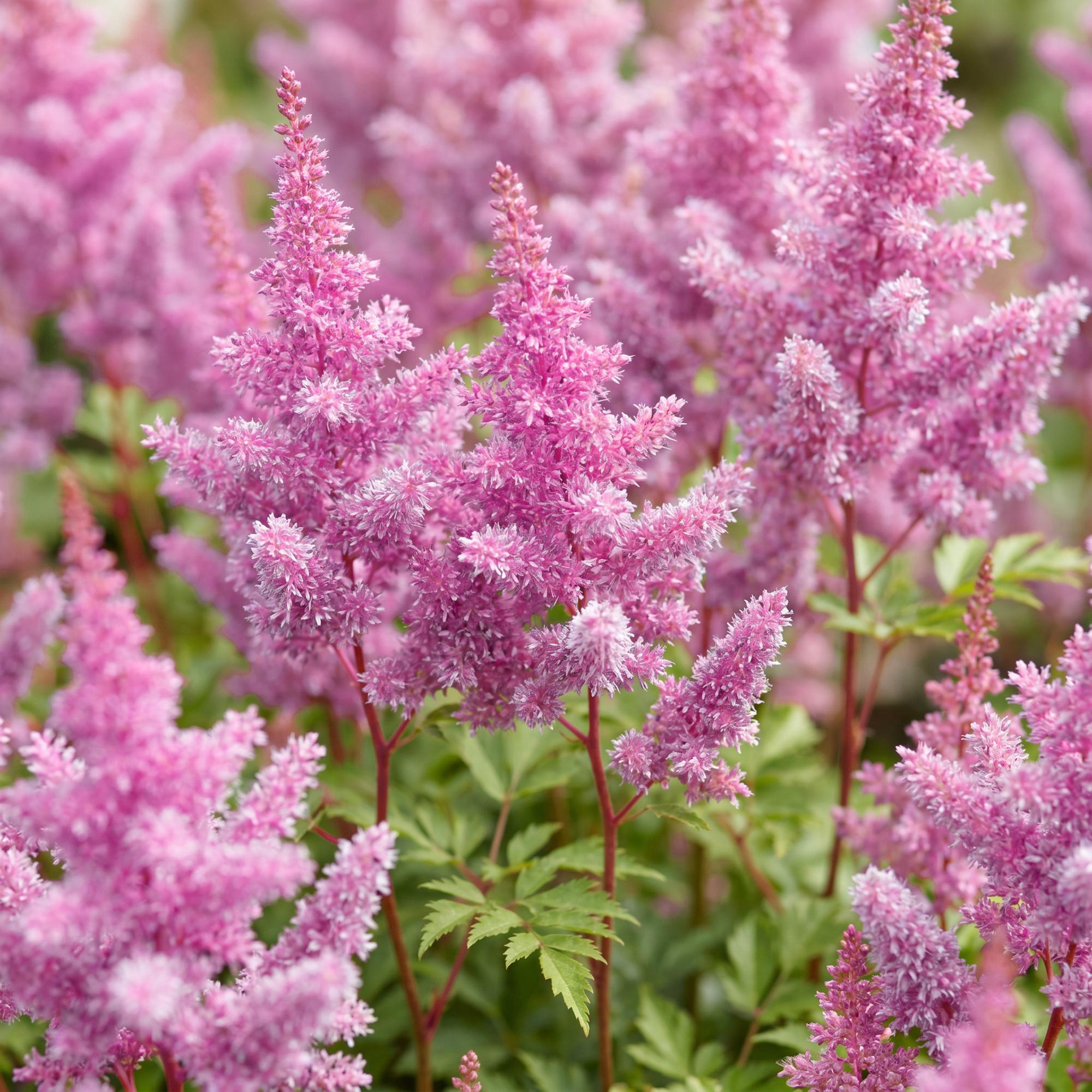 Vasteplant - Astilbe chin. Pumila - Pluimspirea - Schaduw - Paars - 1 Plant - Pot 11cm - Hoogte 15-25cm