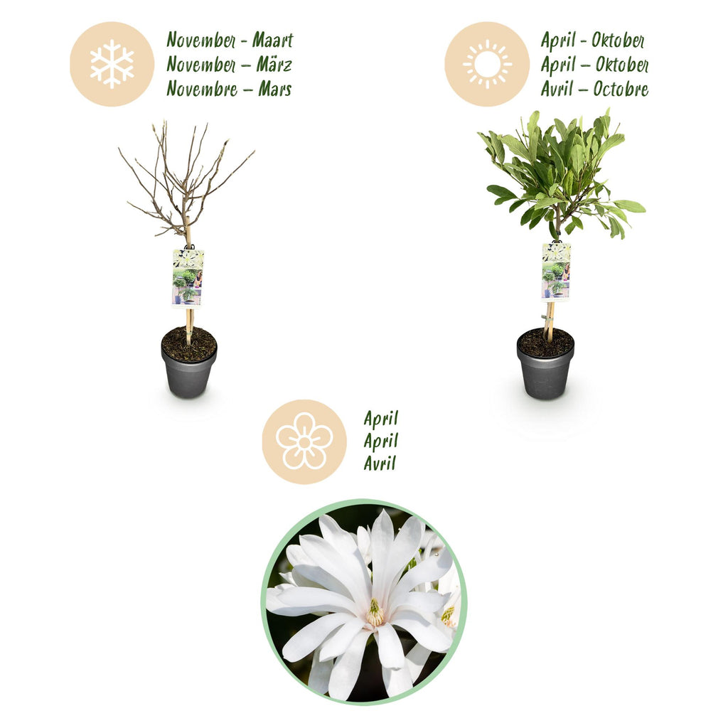 Plant op Stam - Magnolia stellata -Terras Plant - Bladverliezend - Winterhard - Witte Bloem - Pot 19cm Hoogte 90cm
