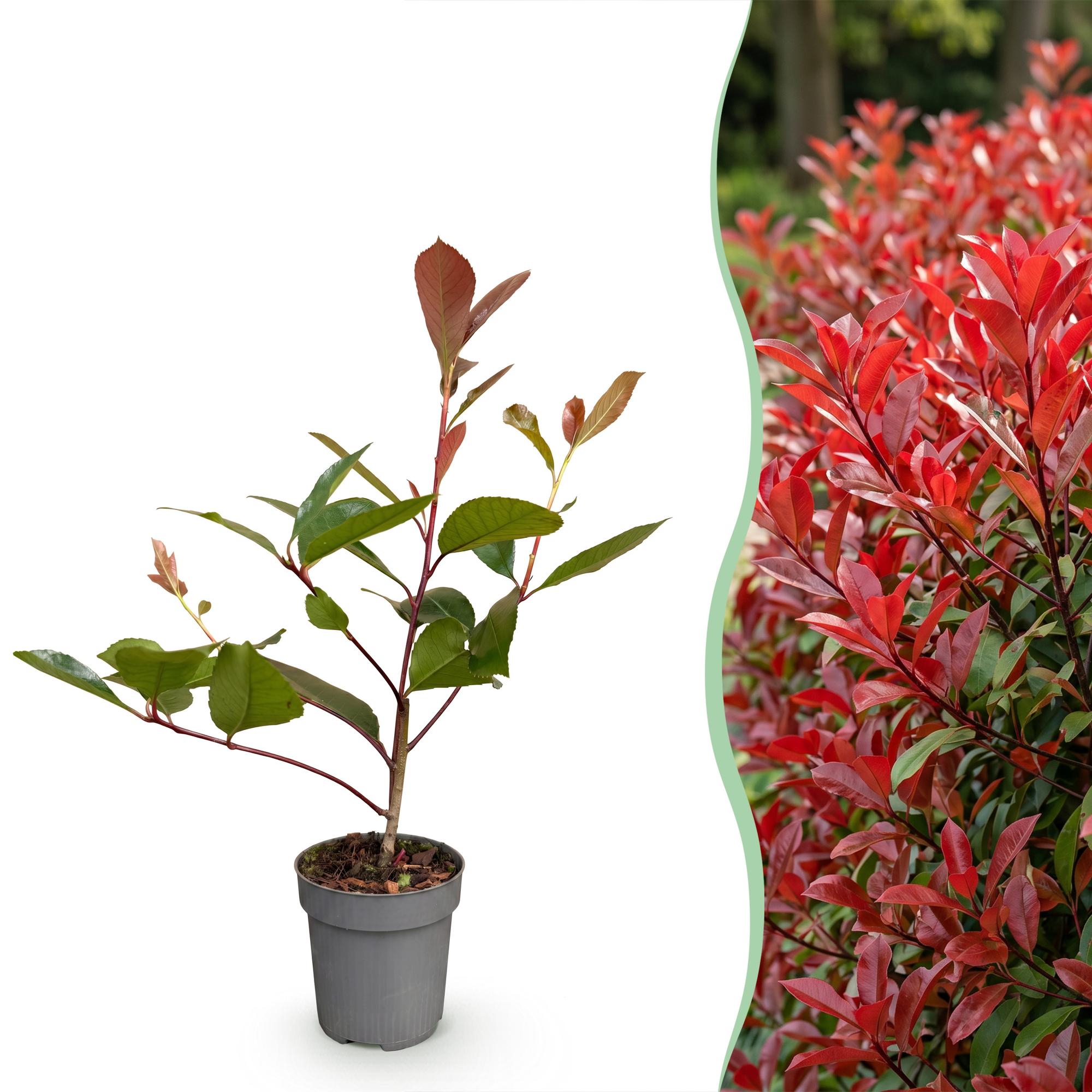 40x Photinia fraseri Red Robin - Glansmispel - Haagplanten - Groenblijvend - Rood - Pot 9cm - Hoogte 25-35cm