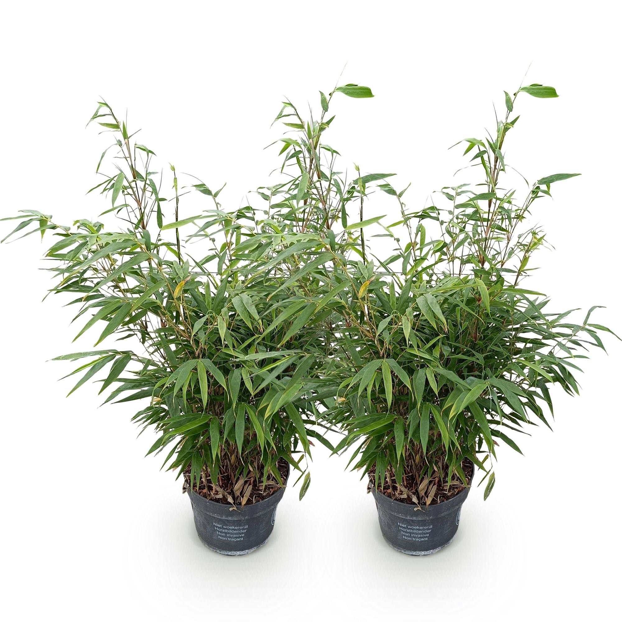 Grassen - Fargesia robusta Pingwu - Niet Woekerende Bamboe - Bladhoudend - Groen - 2 Planten - Pot 23 cm - Hoogte 80 cm