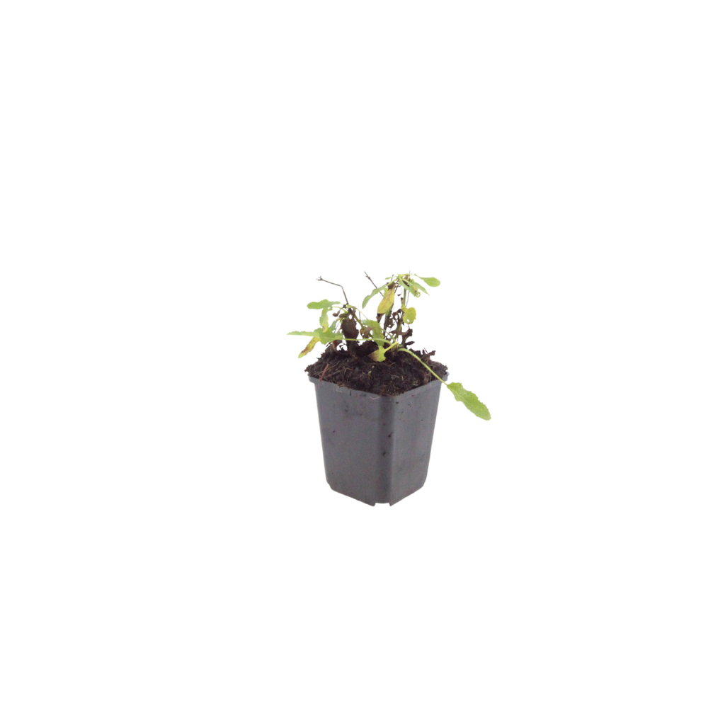 24x Salvia n. 'Schneehugel' - ↕10-25cm - Ø9cm
