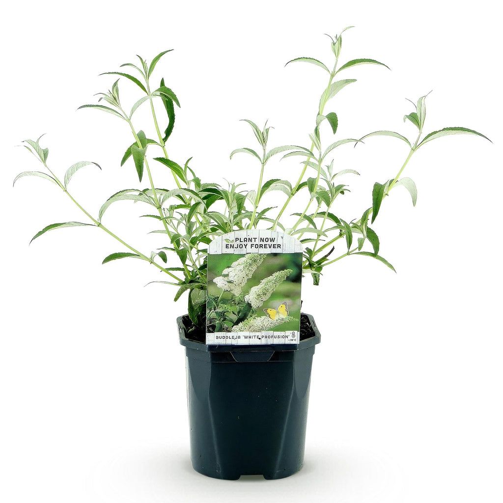 Tuinplant - Buddleja davidii White Profusion - Vlinderstruik - Winterhard - Wit - 1 Plant - Pot 17cm - Hoogte 45cm